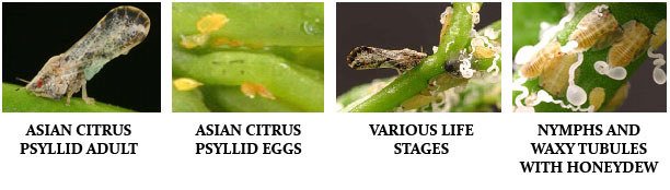 ACP Life Stages