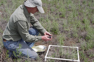 Insect Detection