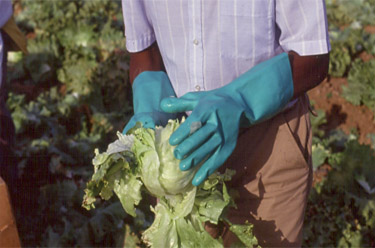 Lettuce Inspection