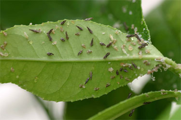 Asian Citrus Psyllid