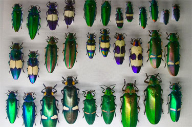 Beetles