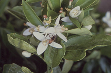 Citrus Pollination