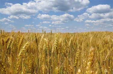 Wheat Field