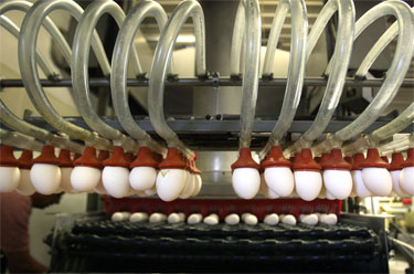 Egg Sorter