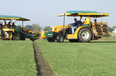 Harvesting Turf